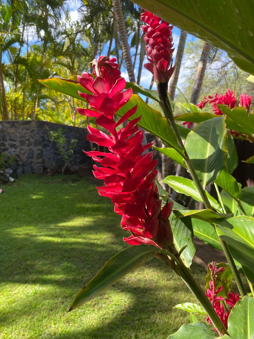 Tropical oasis – photo 3