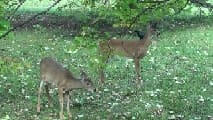 2468 Fawn Run – photo 2