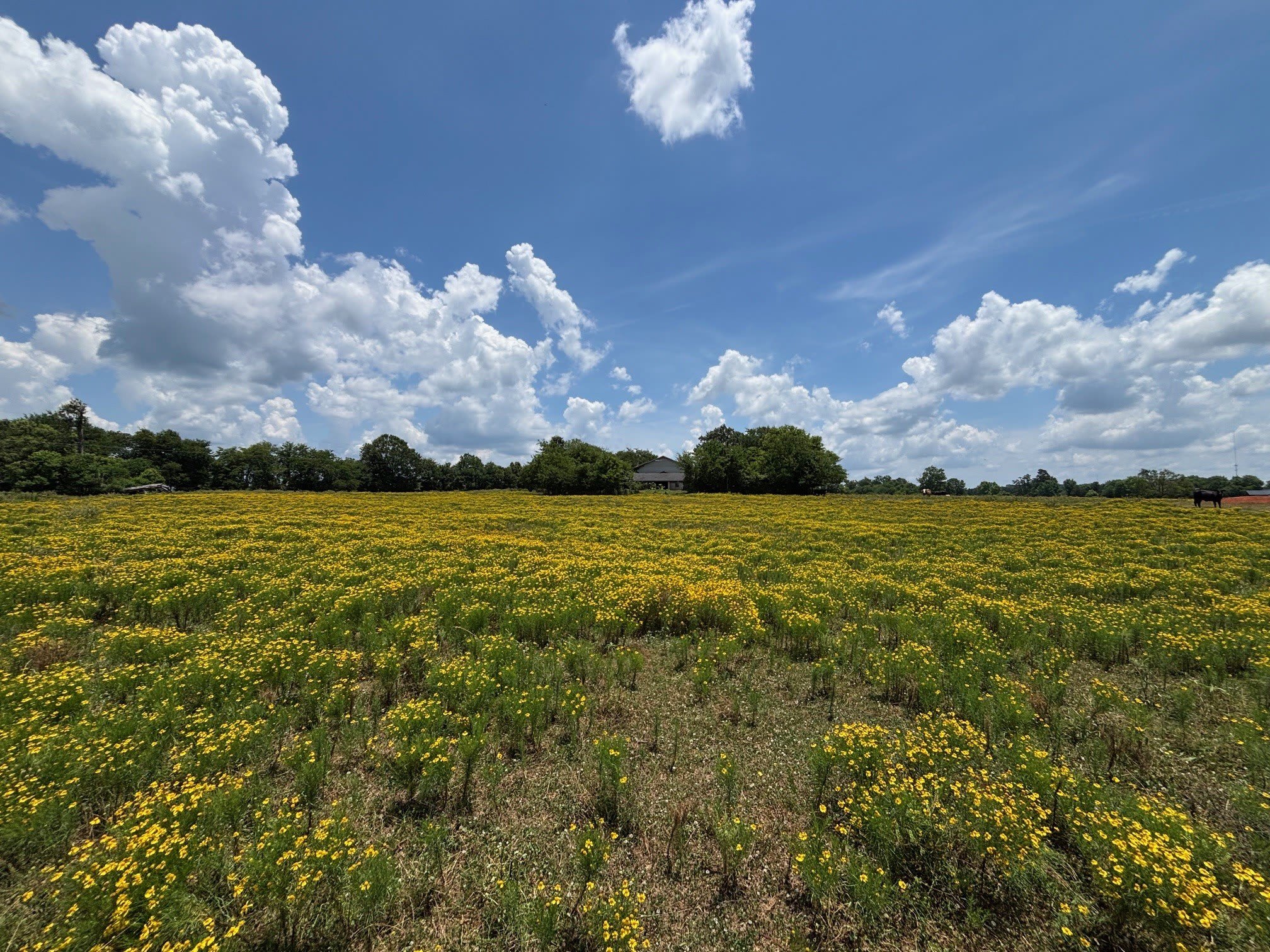 3834 Fenley Flat Road – photo 5