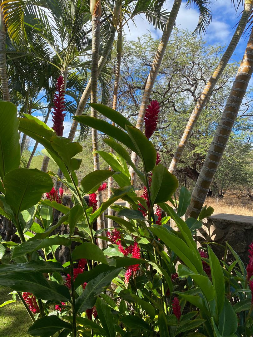 Tropical oasis – photo 5