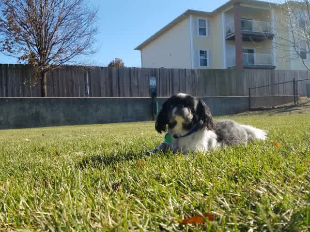 Tall Grass Apartments – photo 5