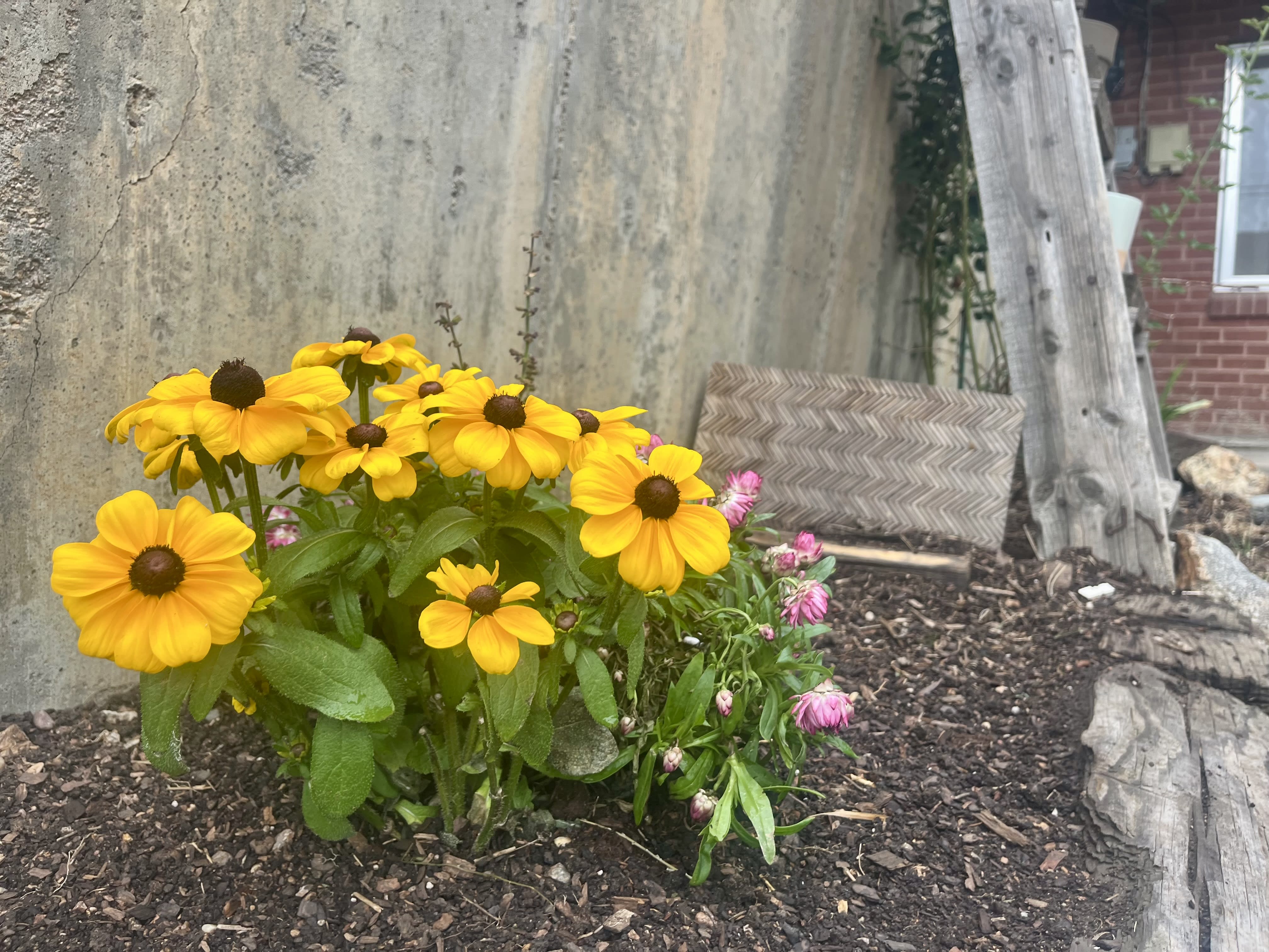 1477 Salvia St – photo 3