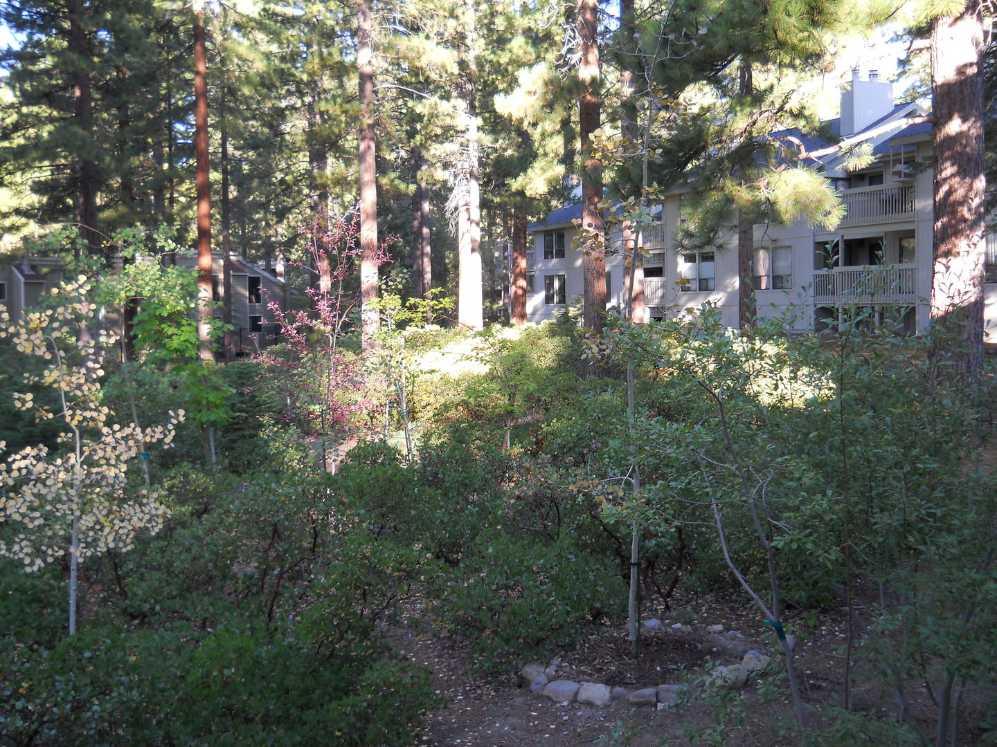Rare Skylake Beauty – photo 3