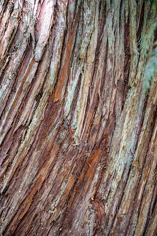 Rove – photo 3