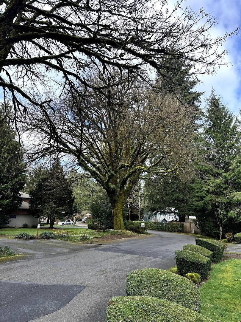 Charming Forest Escape 2BR House in Olympia – photo 4