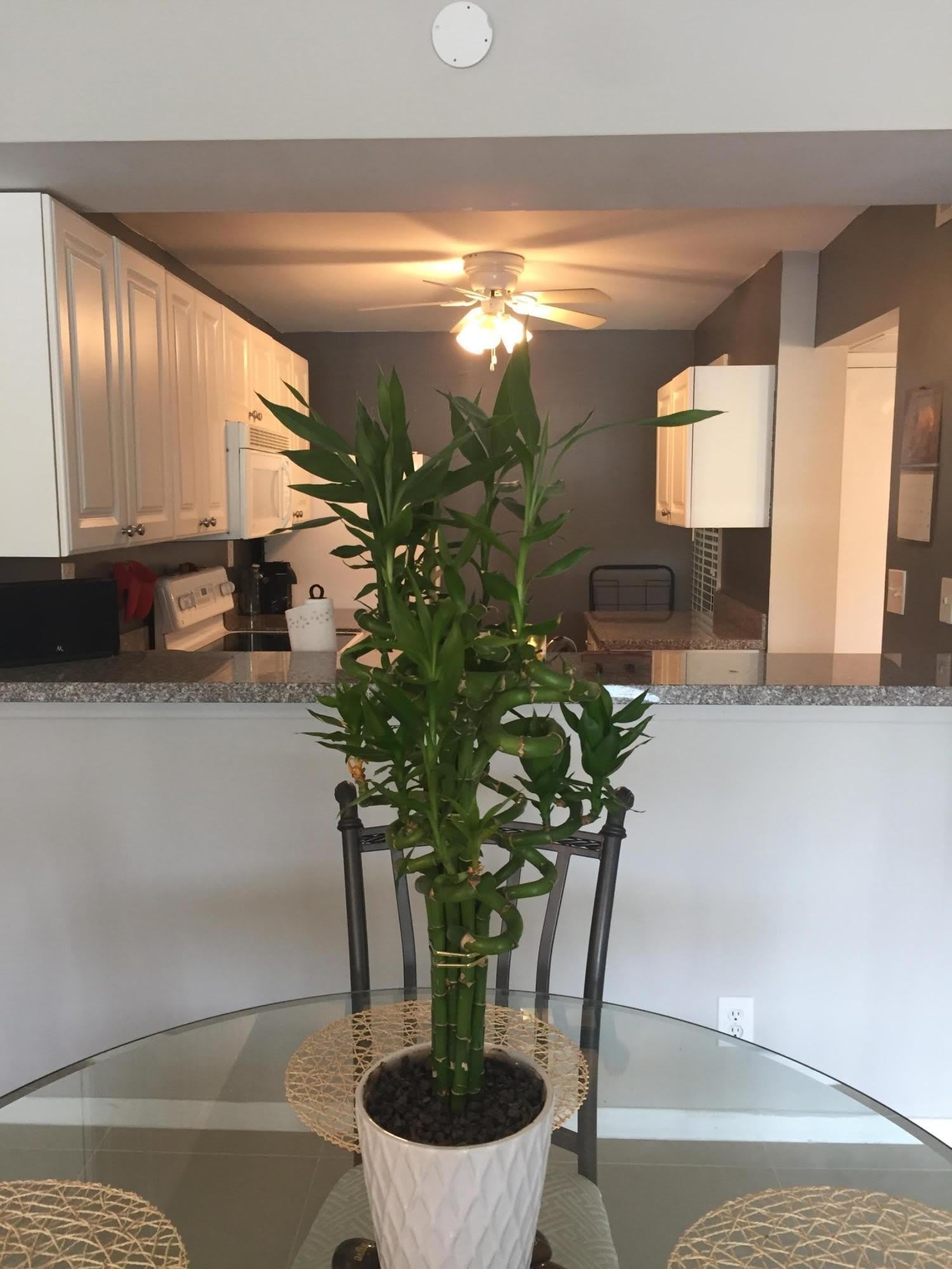 10 Royal Palm Way – photo 4