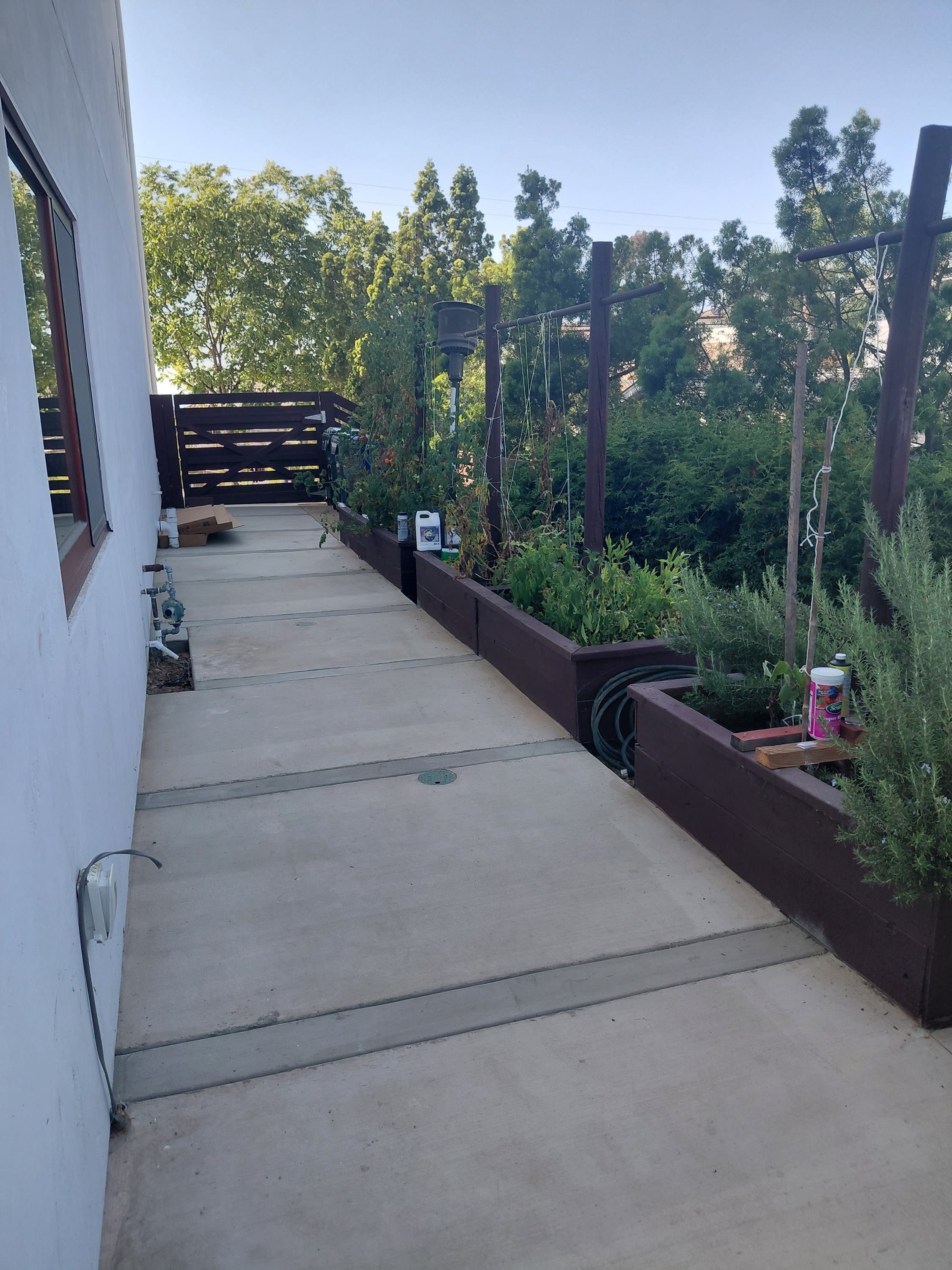 401 Washingtonia – photo 3