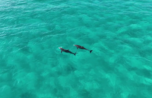 Botanic Miramar Beach property video